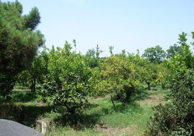 Casa Vacanze Casetta In Agrumeto